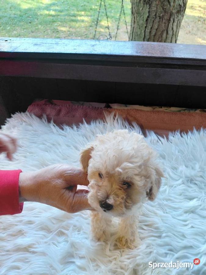 Pudel toy piesek morelowy