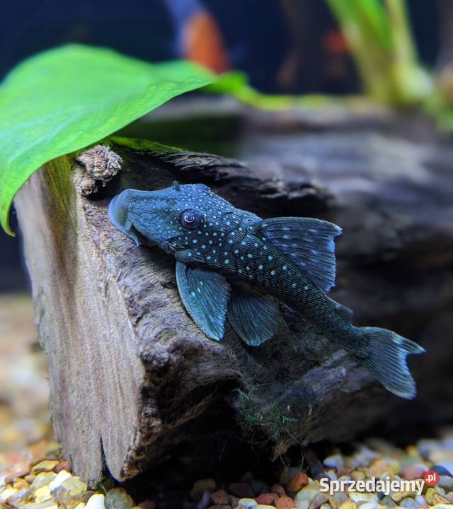 Glonojad L128 Hemiancistrus ODŁÓW WF WYSYŁKA Gdańsk