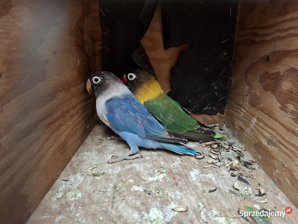 Papugi Nierozlaczki Fisher i czarnoglowki Zwierzęta Śmigiel sprzedam