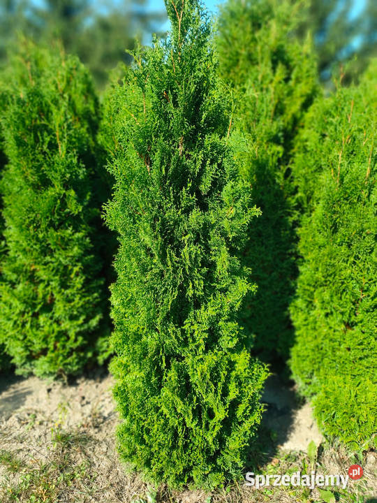 Tuja brabant 180 Jarosław