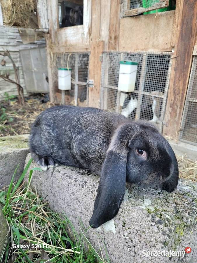 Kroliki barany francuskie Żłobizna