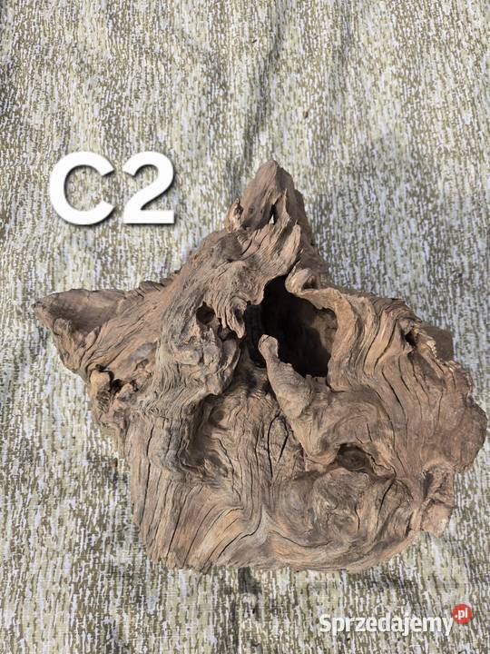 Korzeń ozdobny sprzedam