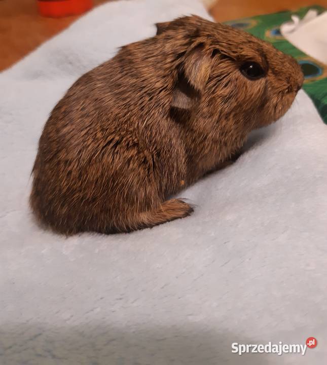 Świnka morska samiec