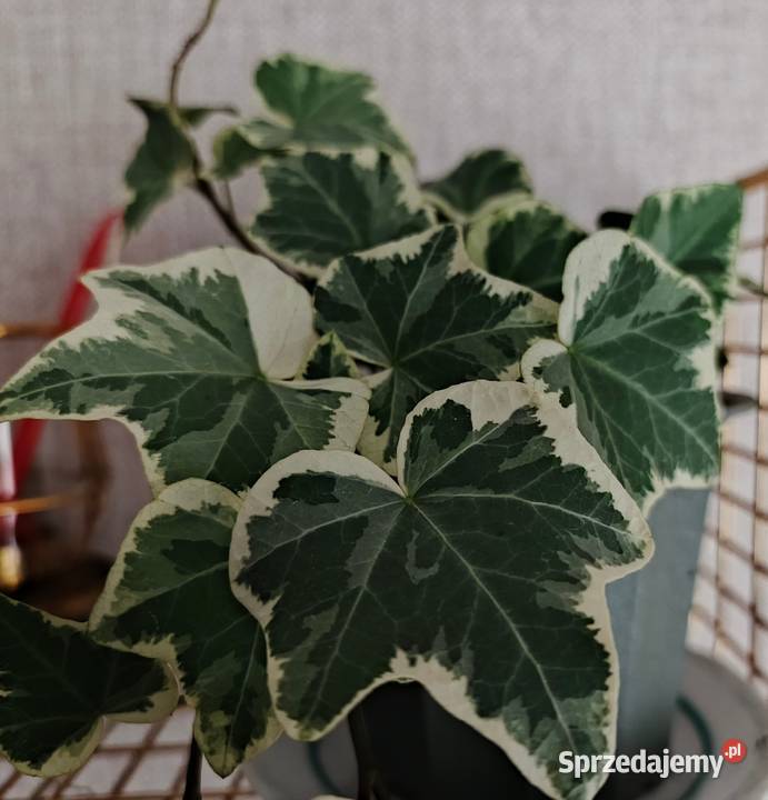 Roślina domowa bluszcz Hedera Helix Łódź sprzedam
