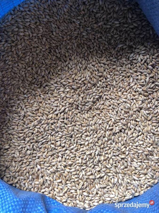 Pszenżyto Tadeus 2024 Rolnictwo