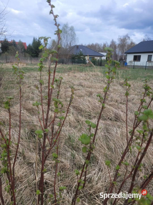 Działka koło Zalesia Górnego mazowieckie