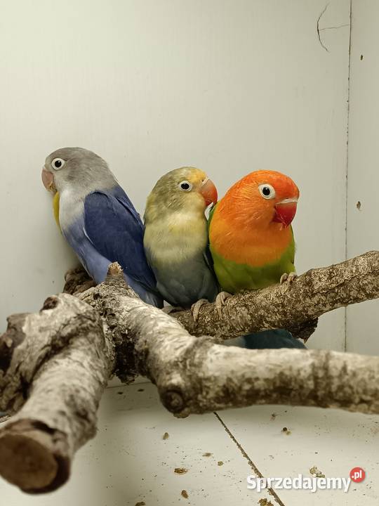 Nierozłączki czerwonoczelne Niecieplin