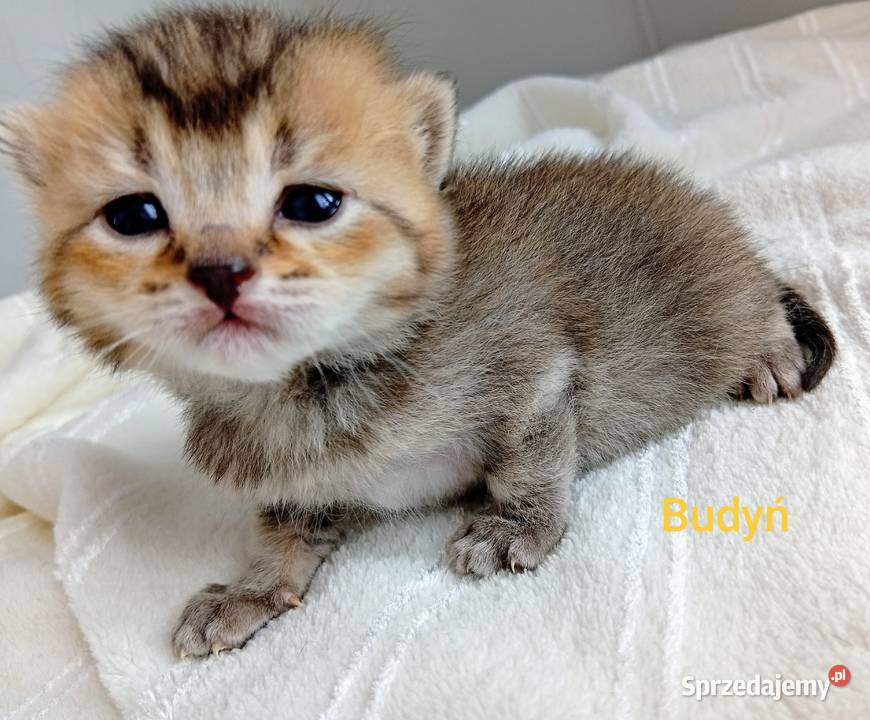 Cudowne Kocie Maleństwa Szkockie Szynszyle Zwierzęta Katowice