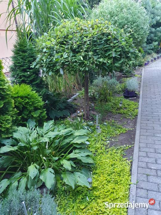 Sprzedam dom bez pośredników PUSZCZYKOWO gazowe