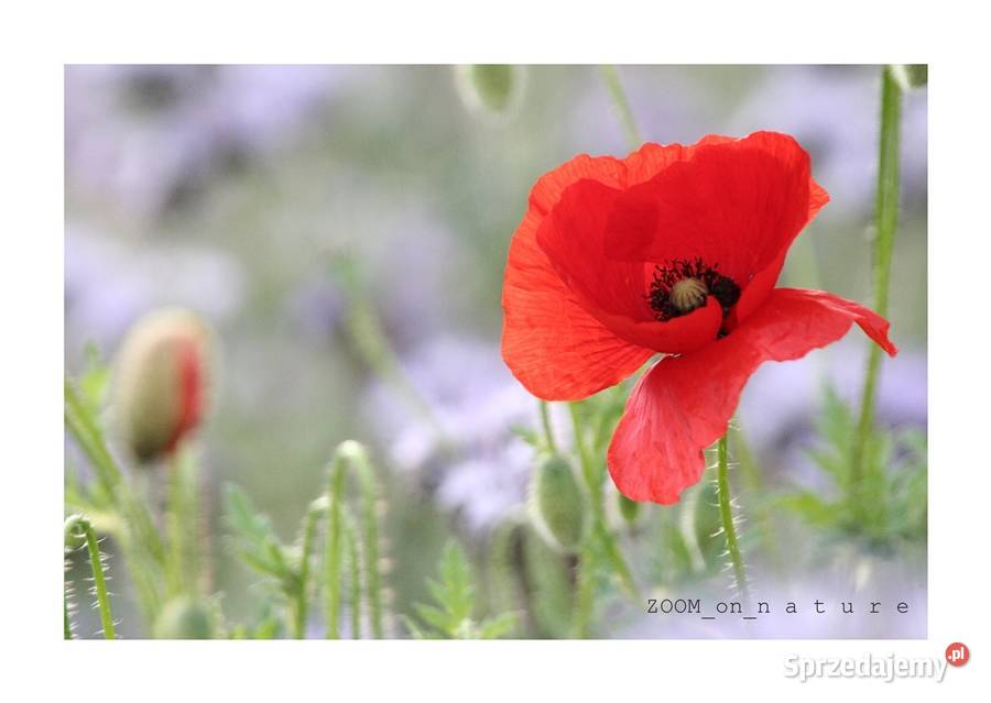 ZDJĘCIA przyrodnicze czII Witnica sprzedam