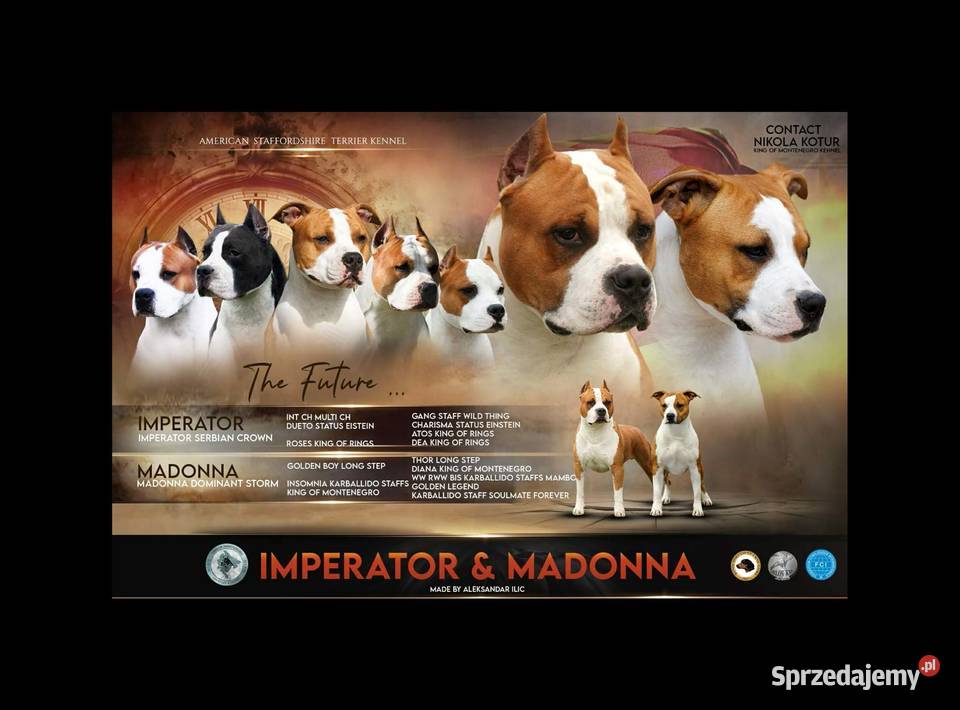 American Staffordshire Terrier szczenięta Wapienne