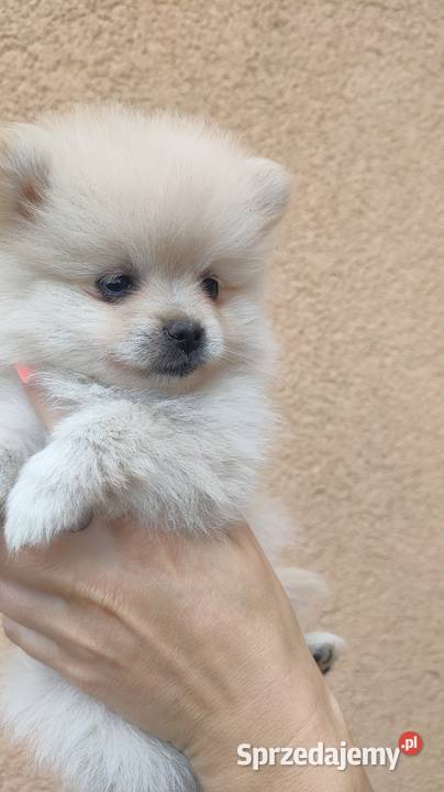 Szpic miniaturowy pomeranian sprzedam