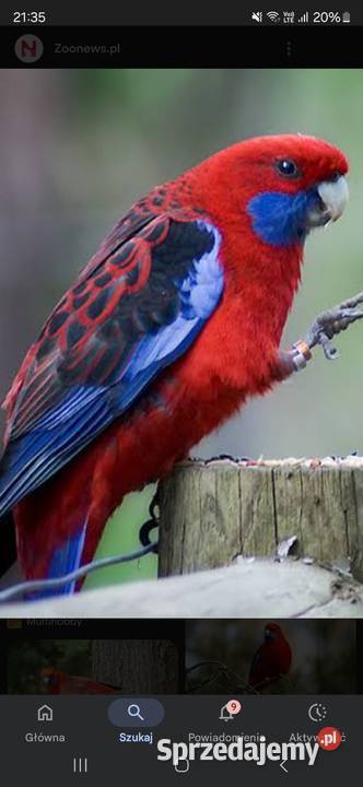 Rozzela Krolewska Dorosły Samiec