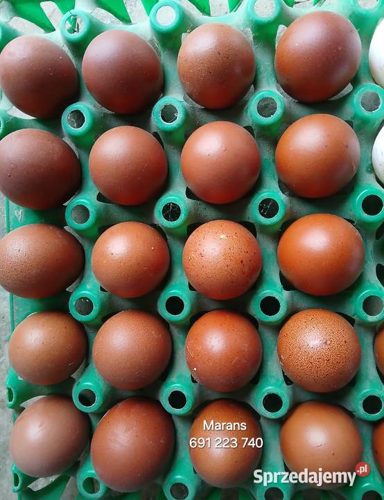 jajka lęgowe rasy leghorn zielononóżka i inne Bednary