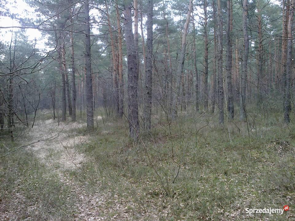 LAS 25 000 m2 STANISŁAWÓW TURZE PAPIERNIA Stanisławów