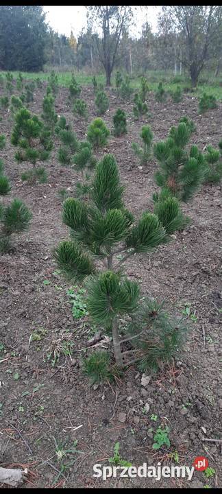 Sosna Czarna Austriacka Sosna Piramidalna Pinus Iglaste