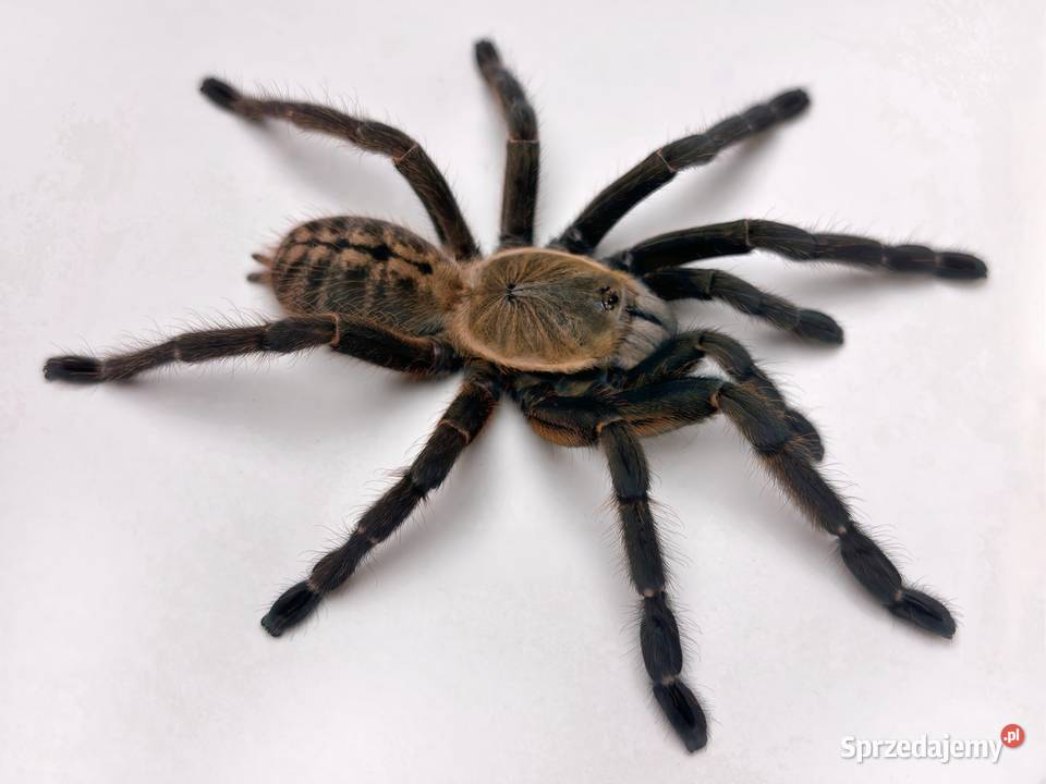 Ptaszniki pająki pająk skakun skorpion Pozostałe sprzedam