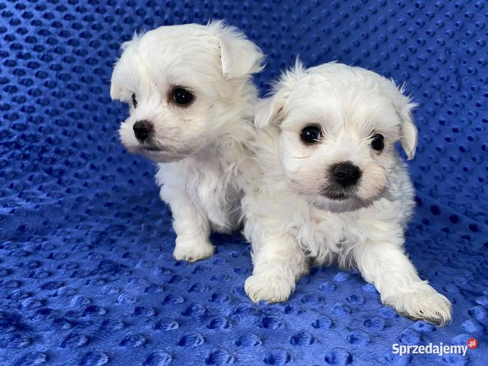 Maltańczyk gotowy do odbioru Będzin sprzedam