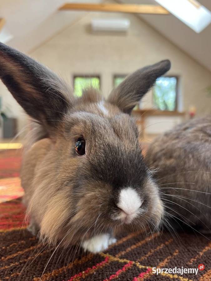 2 zakochane króliki wykastrowane zaprzyjaźnione mazowieckie Warszawa