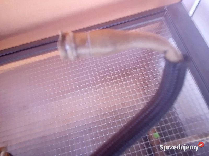 Przewody Paliwa 30 Hpi F1ce3481l Daily 11 Euro 5 osobowe świętokrzyskie