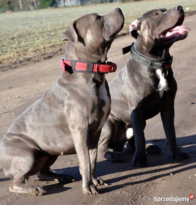 szczeniaki amstaff bue z rodowodem ZPR