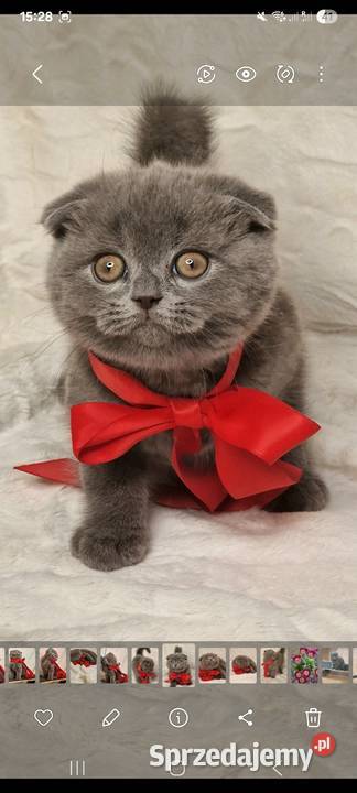 Kotek szkocki zwisłouchy Pozostałe Marki