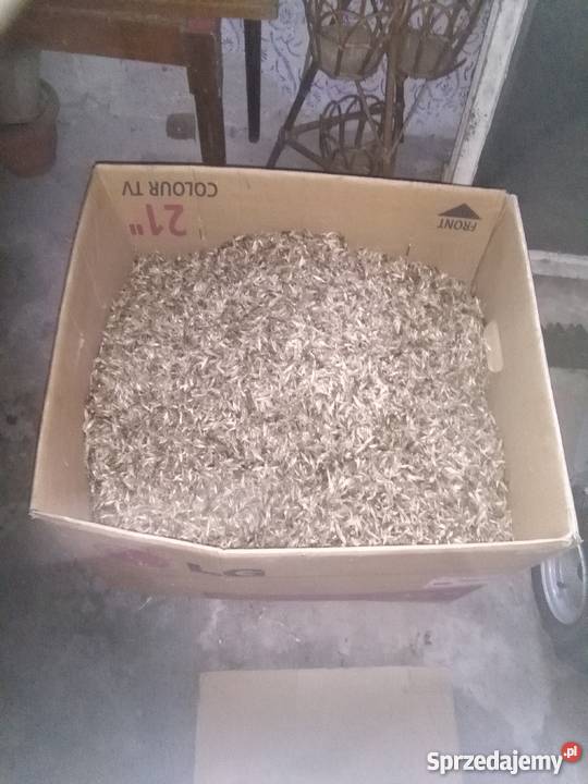 Przegorzan Roślina miododajna Chocznia