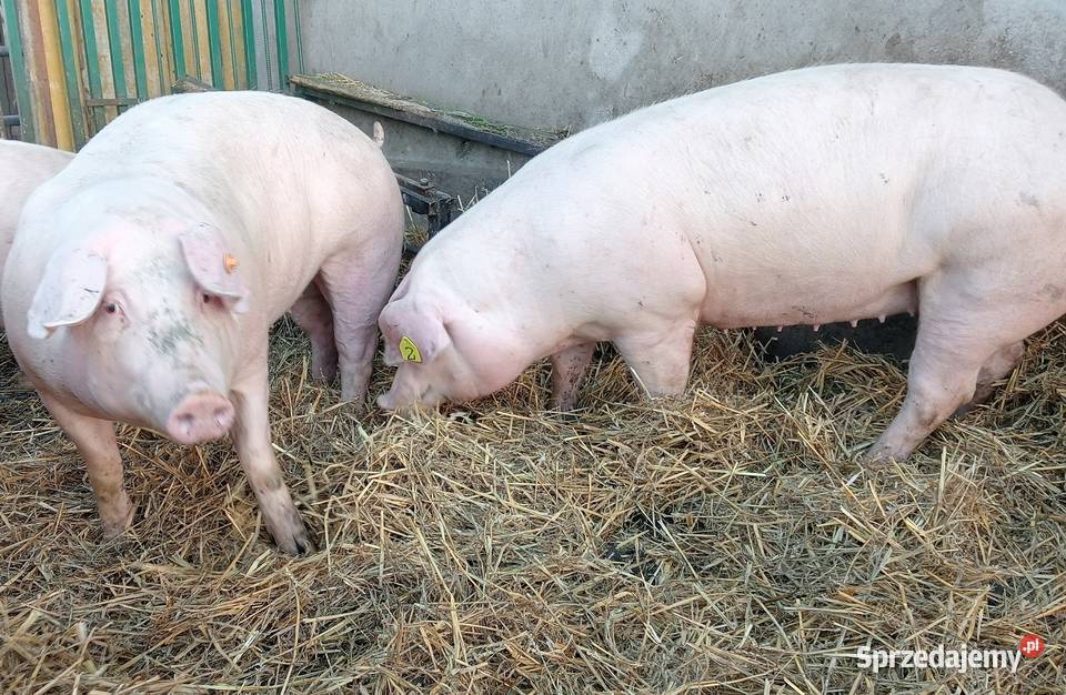 lOSZKI PROŚNE PBZ POLSKA BIAŁA ZWISŁOUCHA Strzałkowo sprzedam
