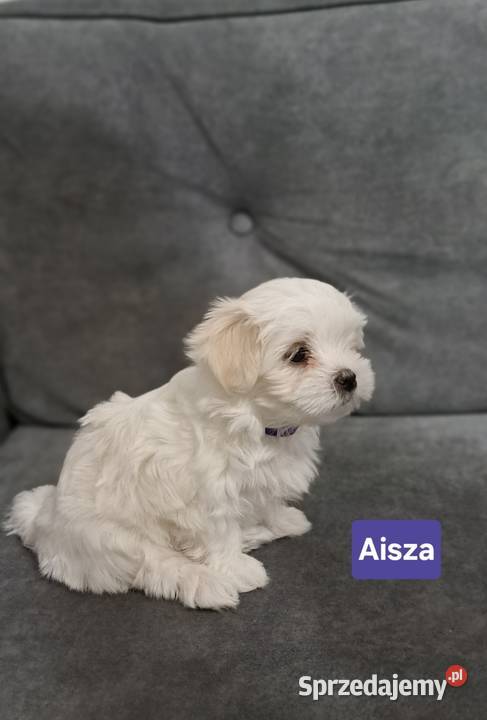 Maltańczyki suczki lubelskie