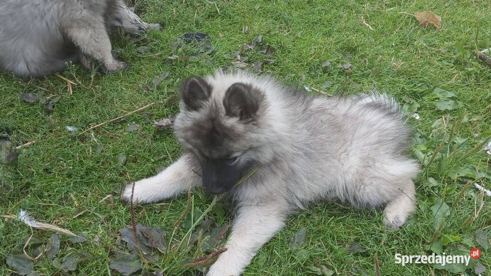 Szczeniak Szpic wilczy wolfspitze FCI ZKWP Brzęczkowice