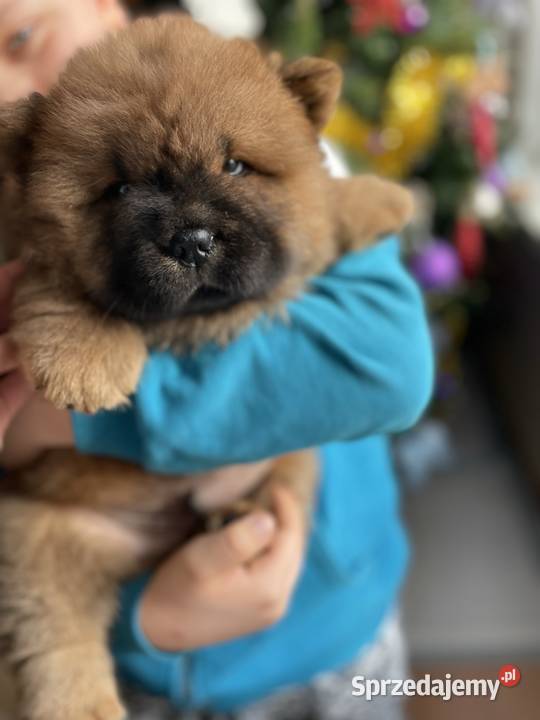 Chow chow FCI ZKwP Gubin