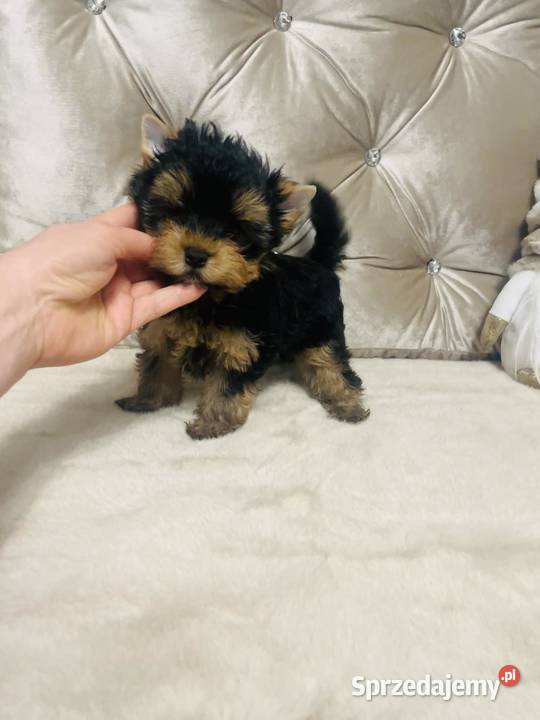 York Romek z Bajki Cudny czarnozłoty Wrocław