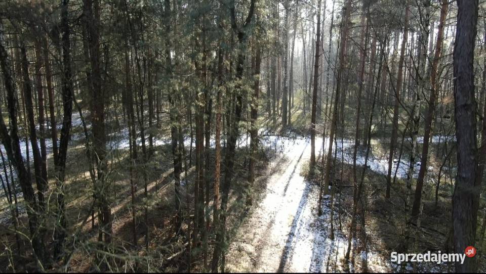 Dwie działki leśne Mianów gmina Lutomiersk sprzedam