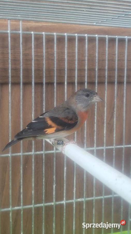 Czyżyk czerwony samiczka Wieliczka