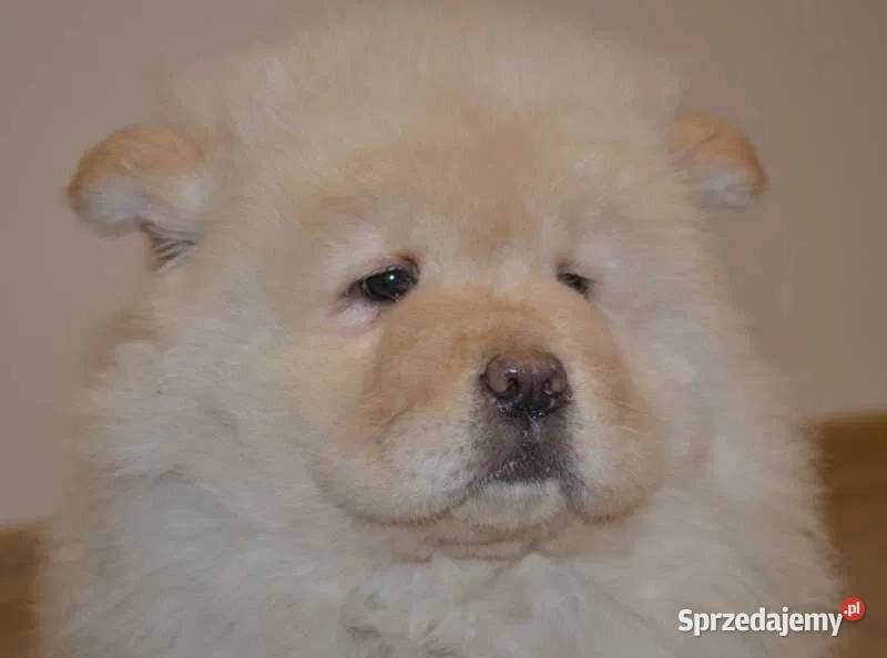 CHOW CHOW CZAU CZAU Drogusza