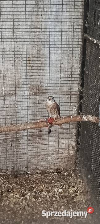 Pustułka amerykańska samiec Jastrzębie-Zdrój