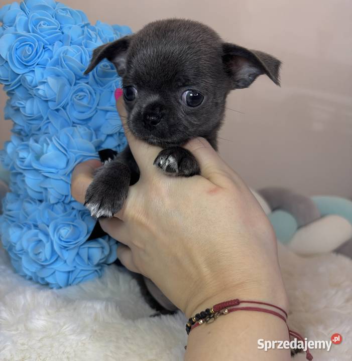 Chihuahua piesek krótkowłosy niebieski Blue łódzkie Bełchatów