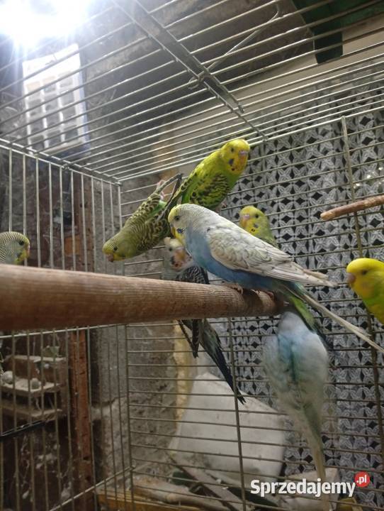 Papugi Faliste młode Częstochowa