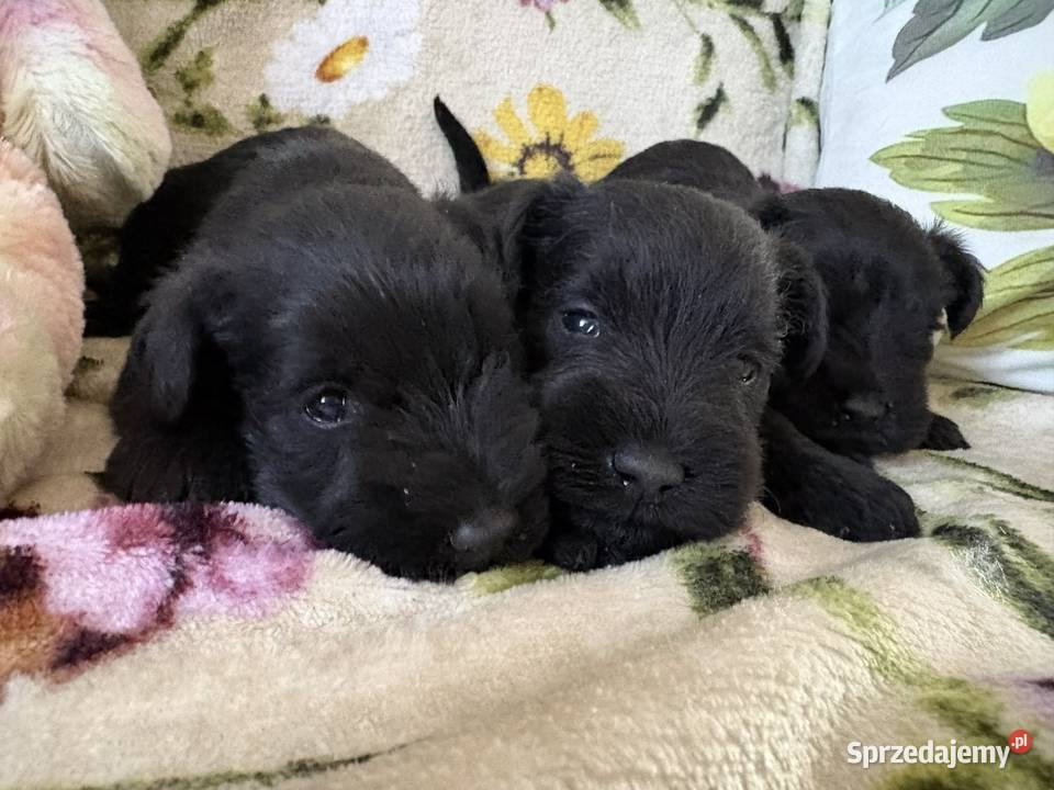 Sznaucer miniaturowy czarny sunie Sznaucer Solec Kujawski