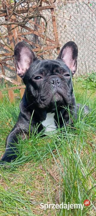 Buldog francuski buldożek francuski Łódź sprzedam