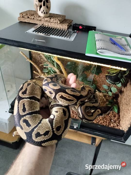Terrarium wąż Pyton królewski regius Gady i płazy Połomia