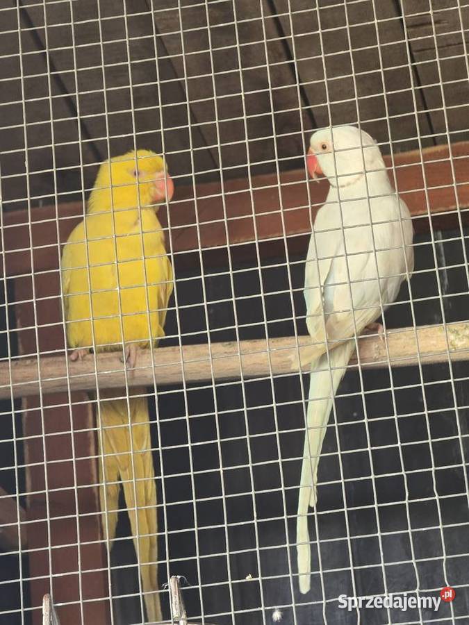 Piękna para lęgowa aleksandrett obrożnych Pakosław