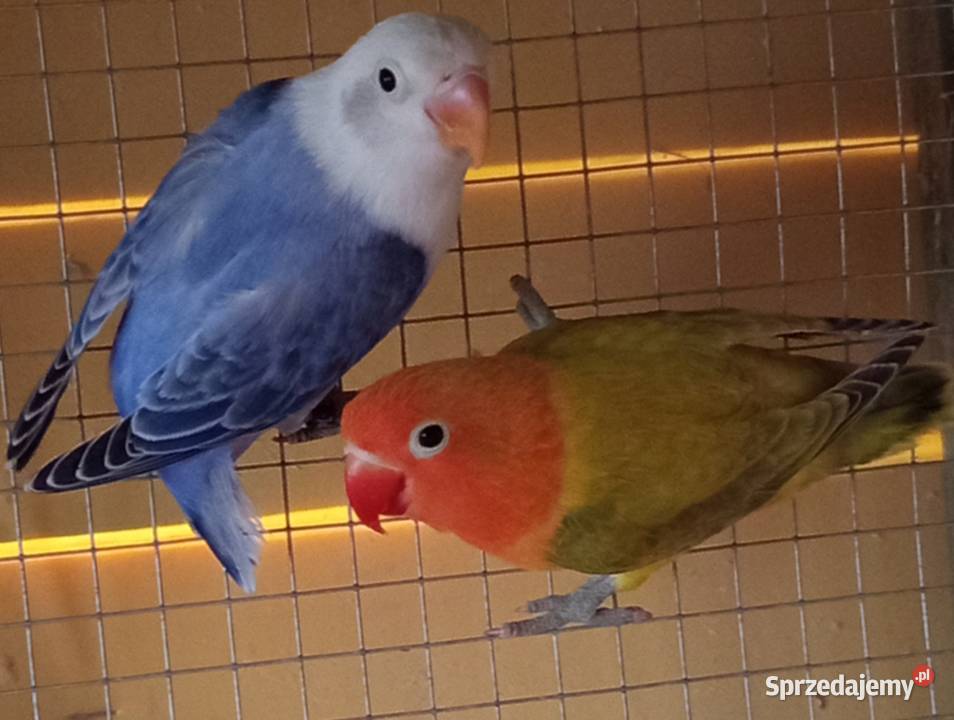 Nierozłączki Fischera Mielec