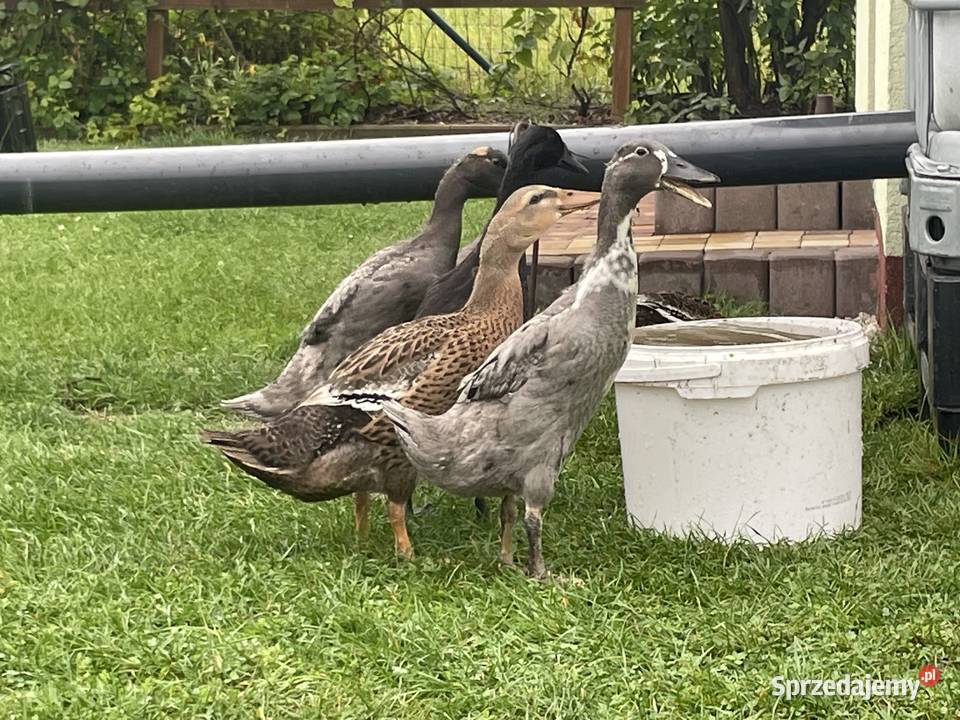kaczki biegusy małopolskie Gorzów