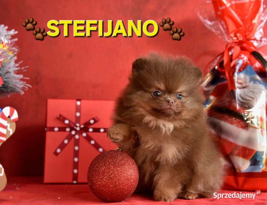 Pomeranian Boo Szczenięta w kolorze CHOCOLATE lubelskie Walentynów sprzedam