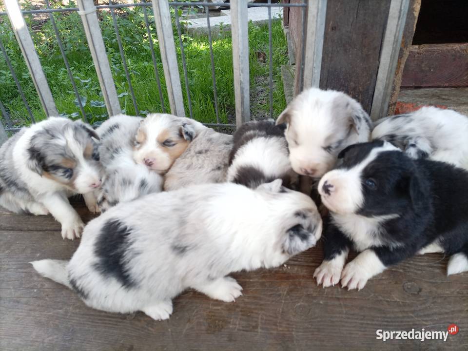 Border collie szczeniaki Błaszki