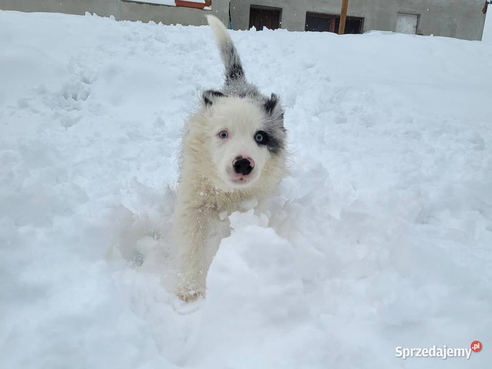 szczeniak pies BORDER COLLIE Blue Merle Skołyszyn