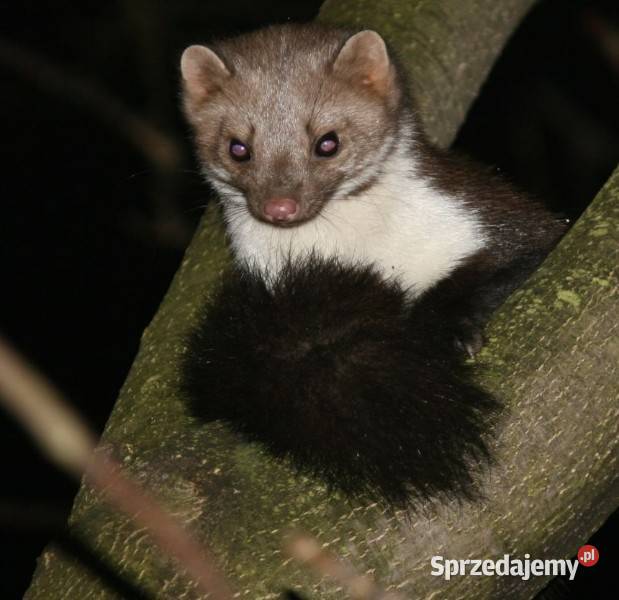 Zwalczanie Kun Rawicz