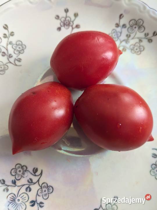 Zestaw Rosja pomidor ki Duża dziewicza pierś Kraków sprzedam