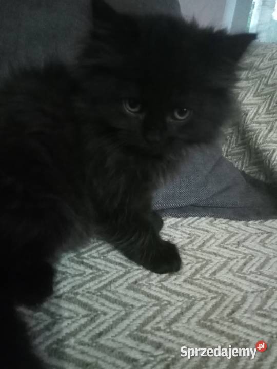 Sprzedam koty perskie